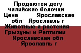 Продаются дегу (чилийские белочки) › Цена ­ 350 - Ярославская обл., Ярославль г. Животные и растения » Грызуны и Рептилии   . Ярославская обл.,Ярославль г.